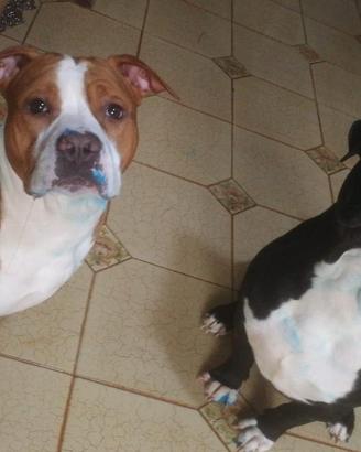 Amstaff in adozione