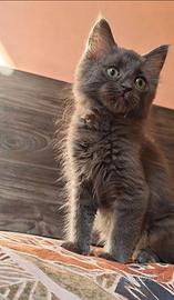 Gattino pelo lungo