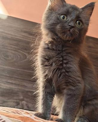 Gattino pelo lungo