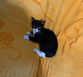 Gattina femmina nera e bianca Roma