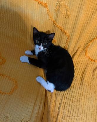 Gattina femmina nera e bianca Roma
