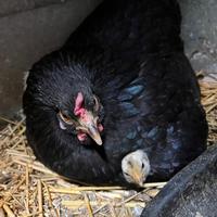 Gallinelle nane da cova