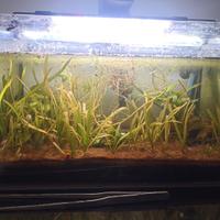 Acquario 20 litri dolce caridine blu diamond