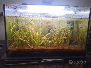 Acquario 20 litri dolce caridine blu diamond