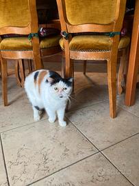 Gatto adulto