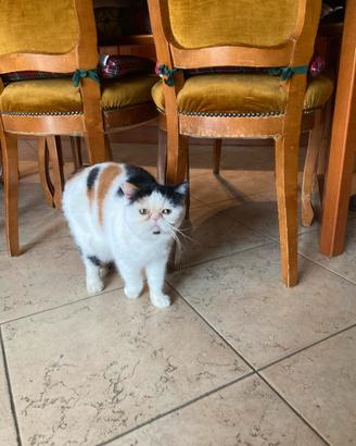 Gatto adulto