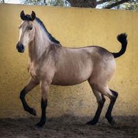 Puledra pura raza española capa Baya