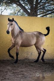 Puledra pura raza española capa Baya