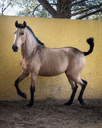 Puledra pura raza española capa Baya