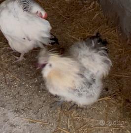 Gallo di 1 anno Padovano e Moroseta