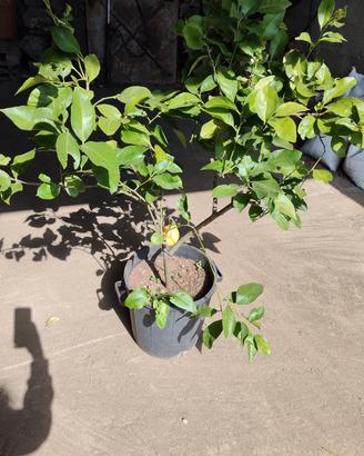 pianta di limone