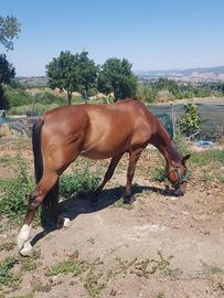 Cavallo purosangue trotter