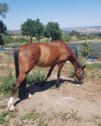 Cavallo purosangue trotter