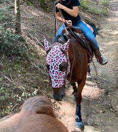 Cavallo