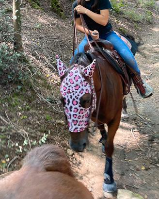 Cavallo