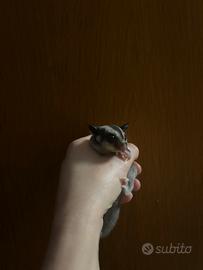 Petauro dello zucchero