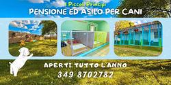 Pensione ed asilo per cani