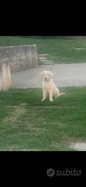 Cucciolo Golden Retriever con pedigree