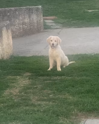Cucciolo Golden Retriever con pedigree