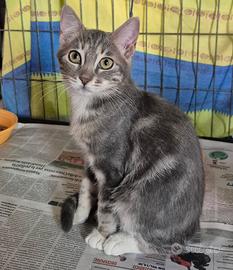Gattina Femmina di 2/3 mesi
