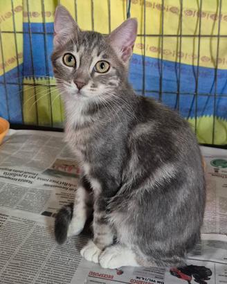 Gattina Femmina di 2/3 mesi