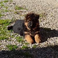 Cuccioli Pastore Tedesco con Pedegree