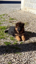 Cuccioli Pastore Tedesco con Pedegree