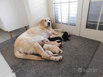 Cuccioli Labrador Selezione Giallo/Nera
