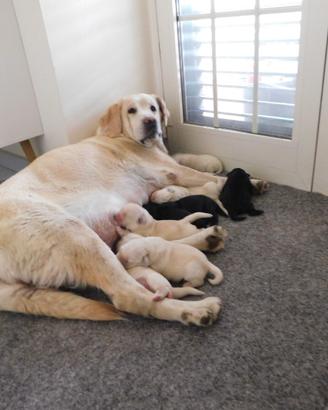 Cuccioli Labrador Selezione Giallo/Nera