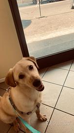 Labrador femmina