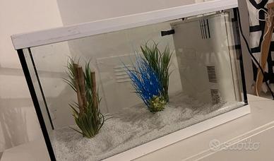 Acquario