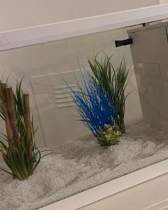 Acquario