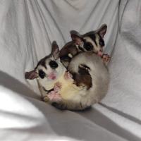 Petauri dello zucchero