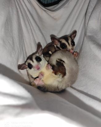 Petauri dello zucchero