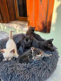 Splendidi cuccioli gatto europeo