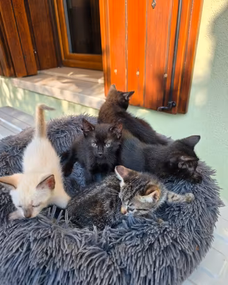 Splendidi cuccioli gatto europeo