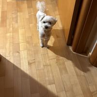 Maltese Toy