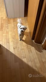 Maltese Toy