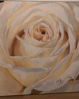 Quadro stampa rosa bianca 130x100 circa