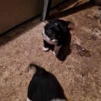 Cuccioli di border collie non puro