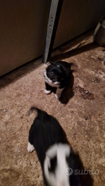 Cuccioli di border collie non puro