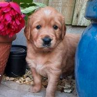 Cuccioli di Golden Retriever maschi