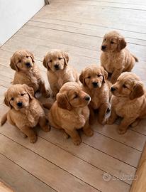 Golden Retrievers cuccioli Americani 100%