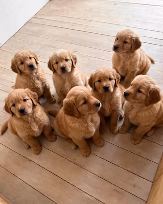 Golden Retrievers cuccioli Americani 100%