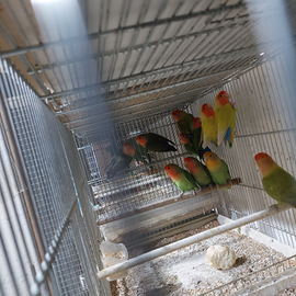 Inseparabili