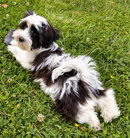 Bichon Havanese