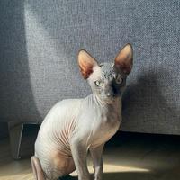 Gattino sphynx