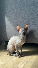 Gattino sphynx