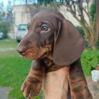 Cuccioli di bassotti