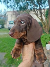 Cuccioli di bassotti